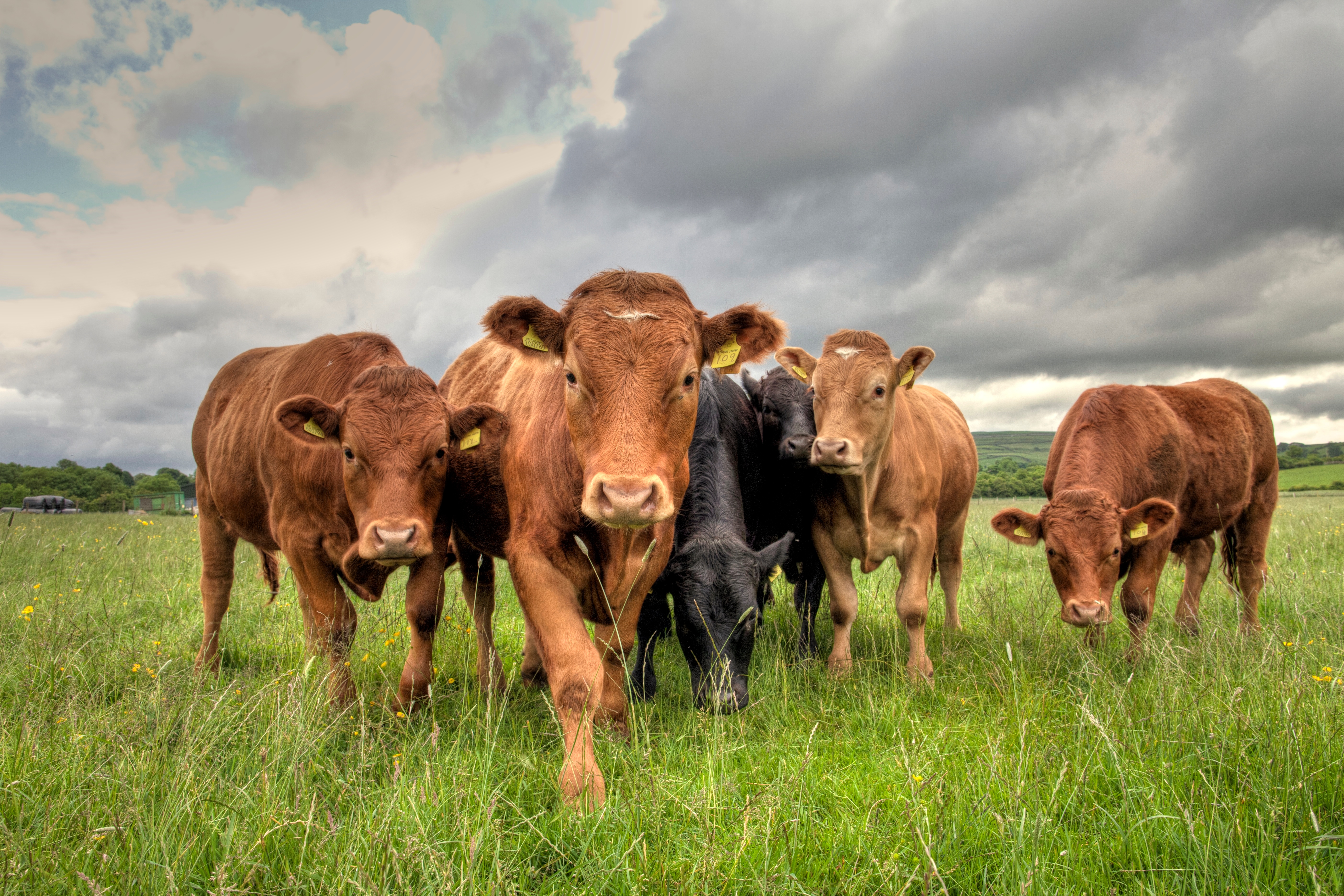 An update on the New World screwworm outbreak