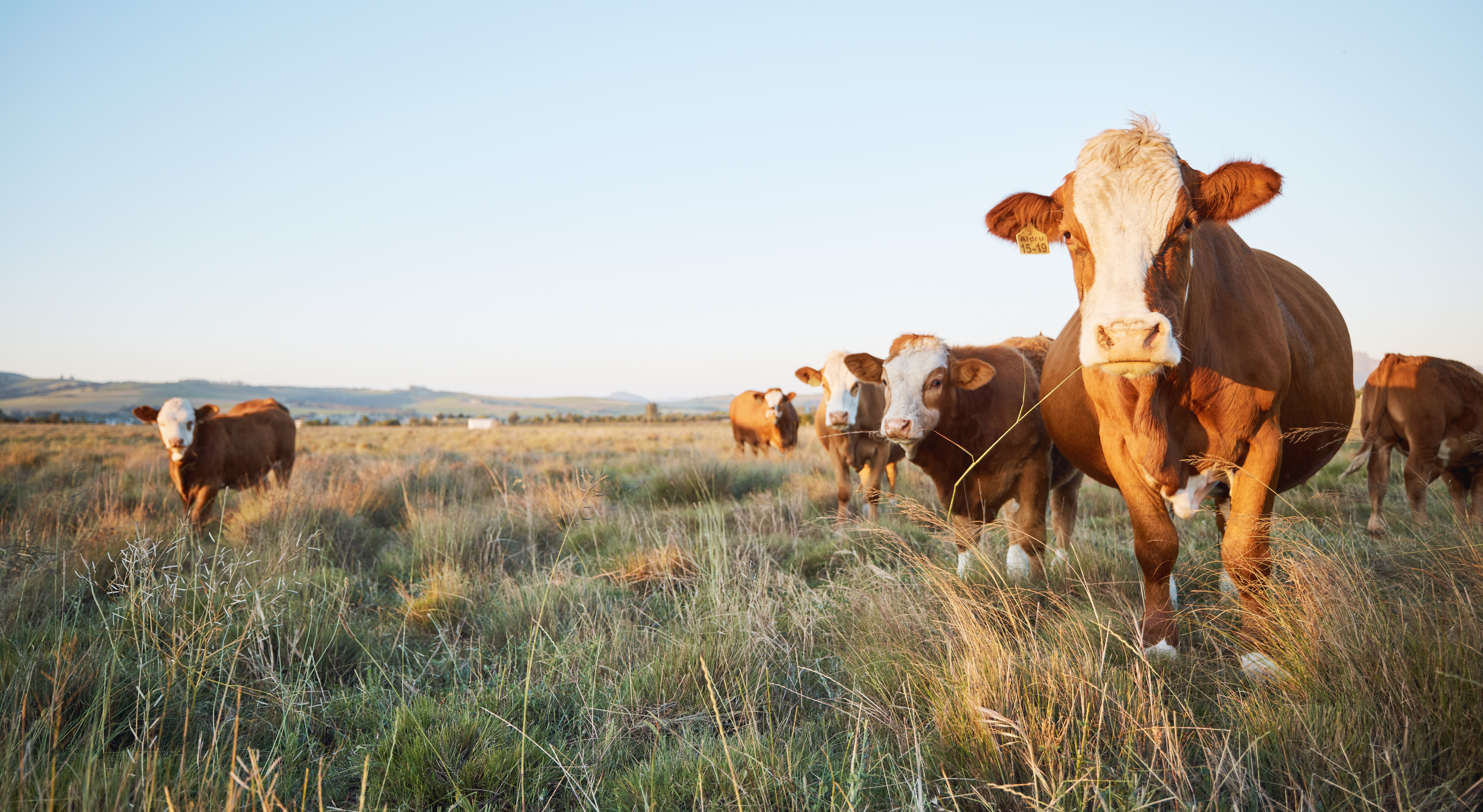 The X-Report: The FBI’s role in investigating cattle mutilations