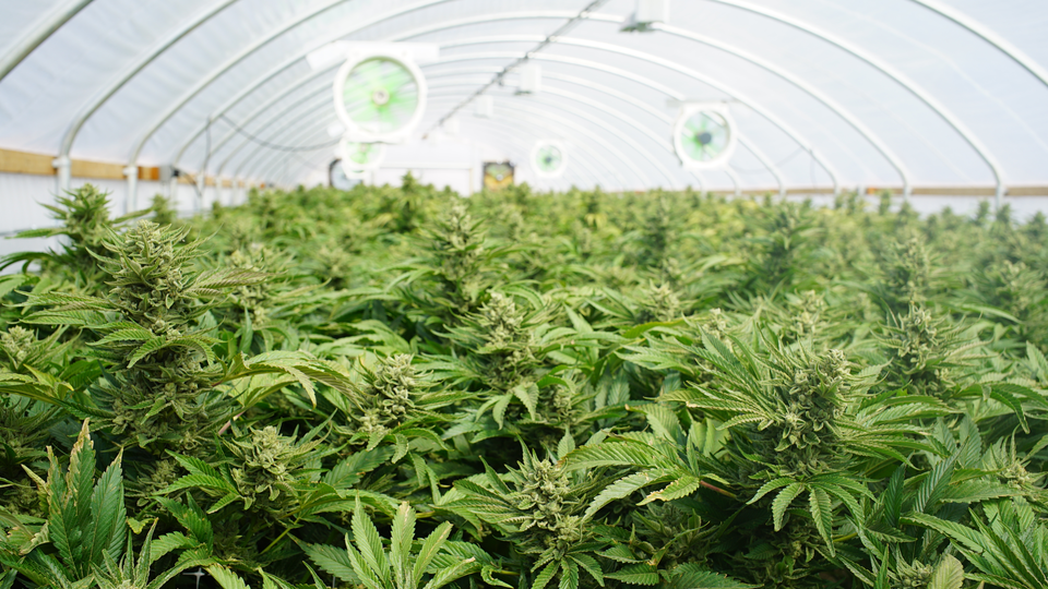 Why did President Trump reclassify Marijuana?