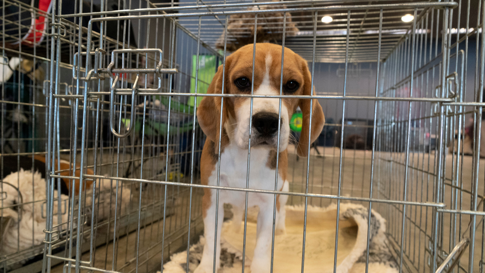 Big Pharma’s big problem: Animal testing