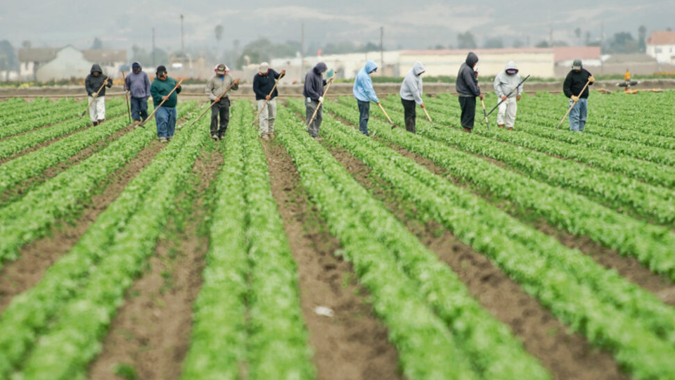 President Trump’s comments on illegal farm and hotel workers reignite debate, but there’s more to the story
