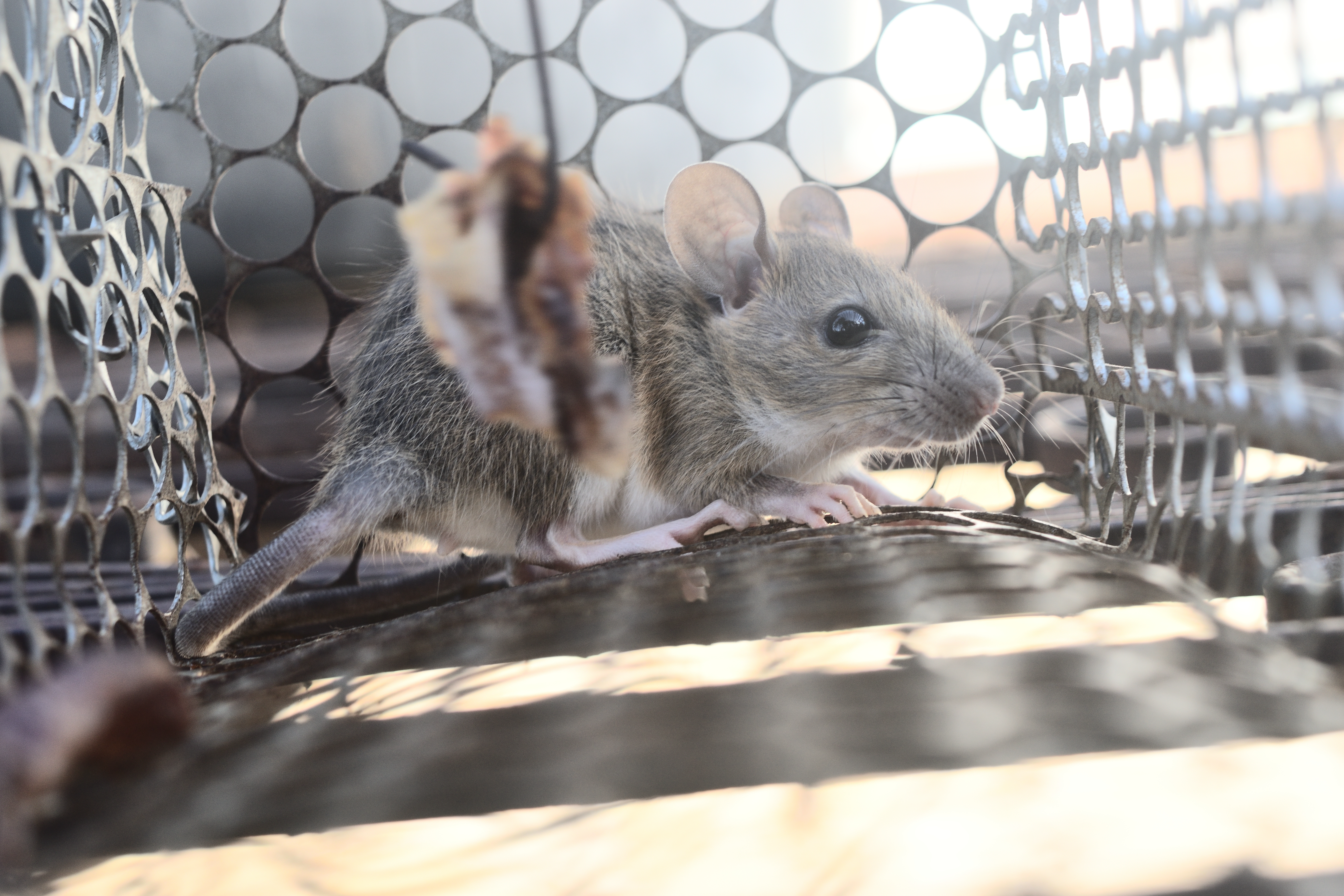 What is going on with the Hantavirus? The latest