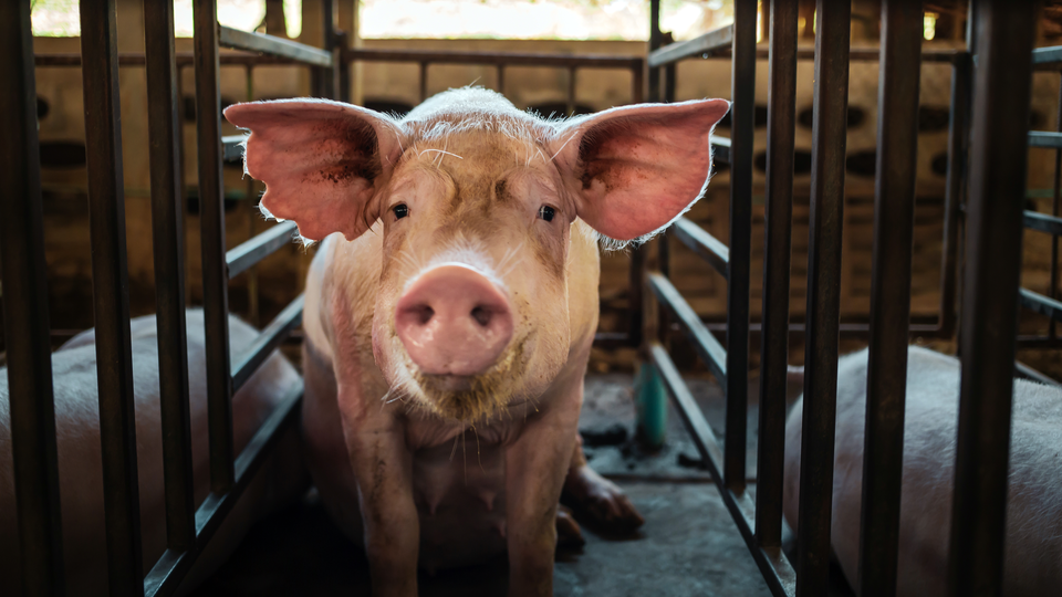 Why the new Farm Bill cannot save its own bacon